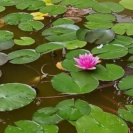 O Tour De L'eau * Aubevoye