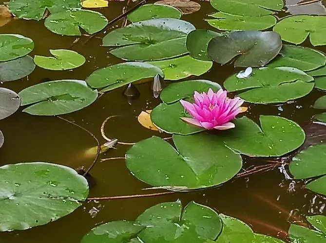 O Tour De L'eau * Aubevoye